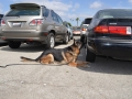 Impact-Canine-Solutions-305